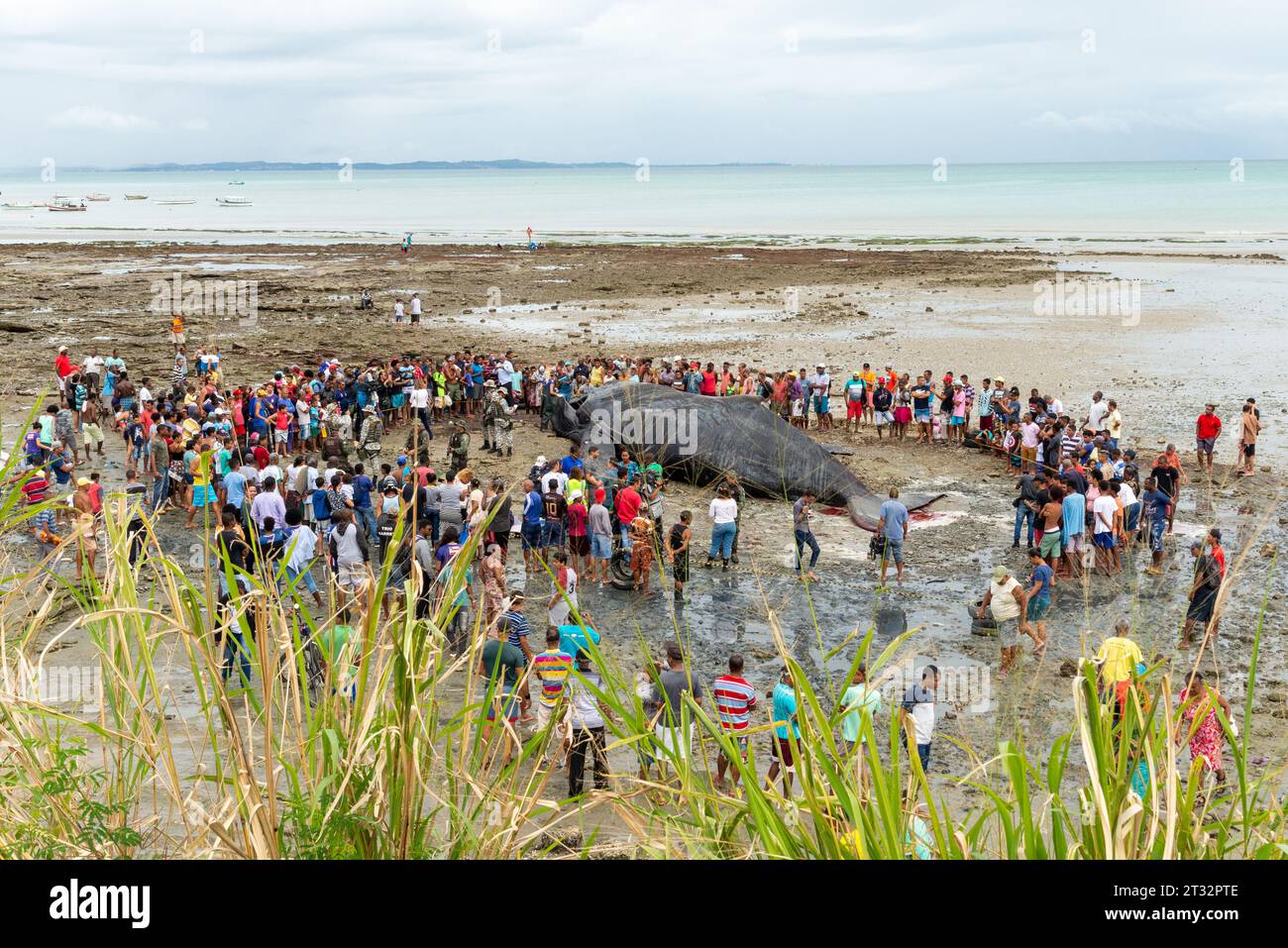 Salvador, Bahia, Brasilien - 30. August 2019: Menschen beobachten ein totes Buckelwal-Kalb am Strand von Coutos in Salvador, Bahia. Stockfoto