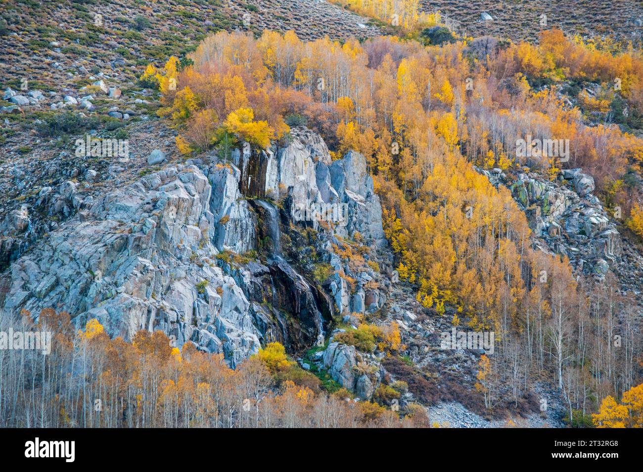 Die Herbstfarbe am South Fork Bishop Creek in der Eastern Sierra in Kalifornien kann ziemlich lebhaft sein. Stockfoto