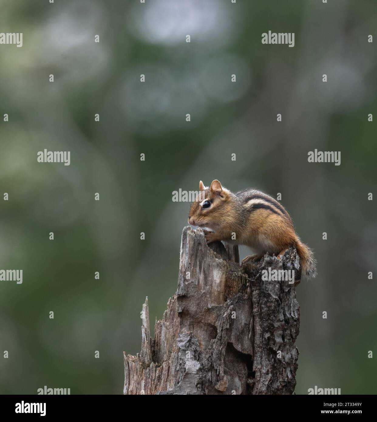 Ein kleines östliches Chipmunk auf einem Stumpf in einem grünen Wald Stockfoto