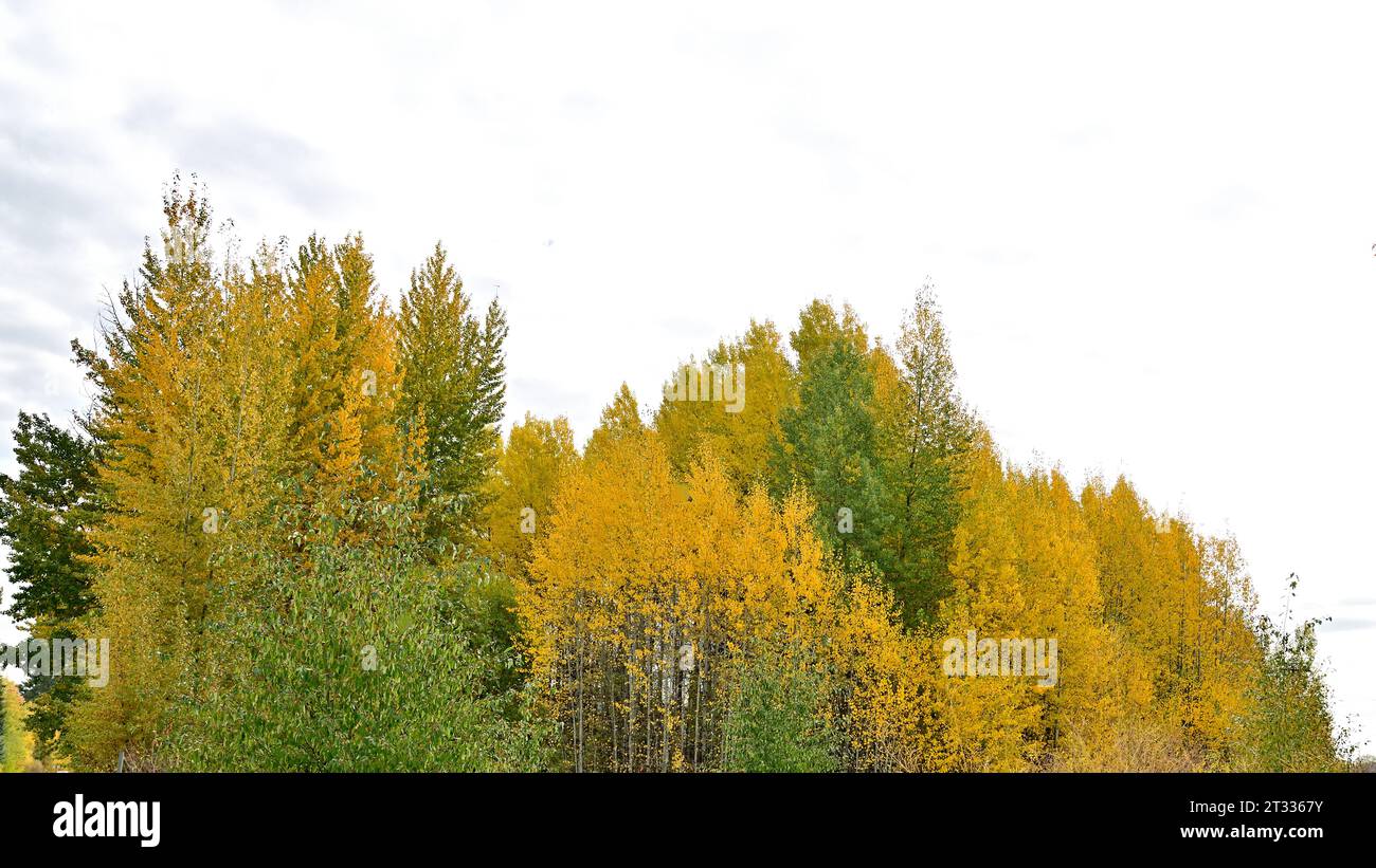 Herbstlaub - faszinierende Herbstfarben Stockfoto