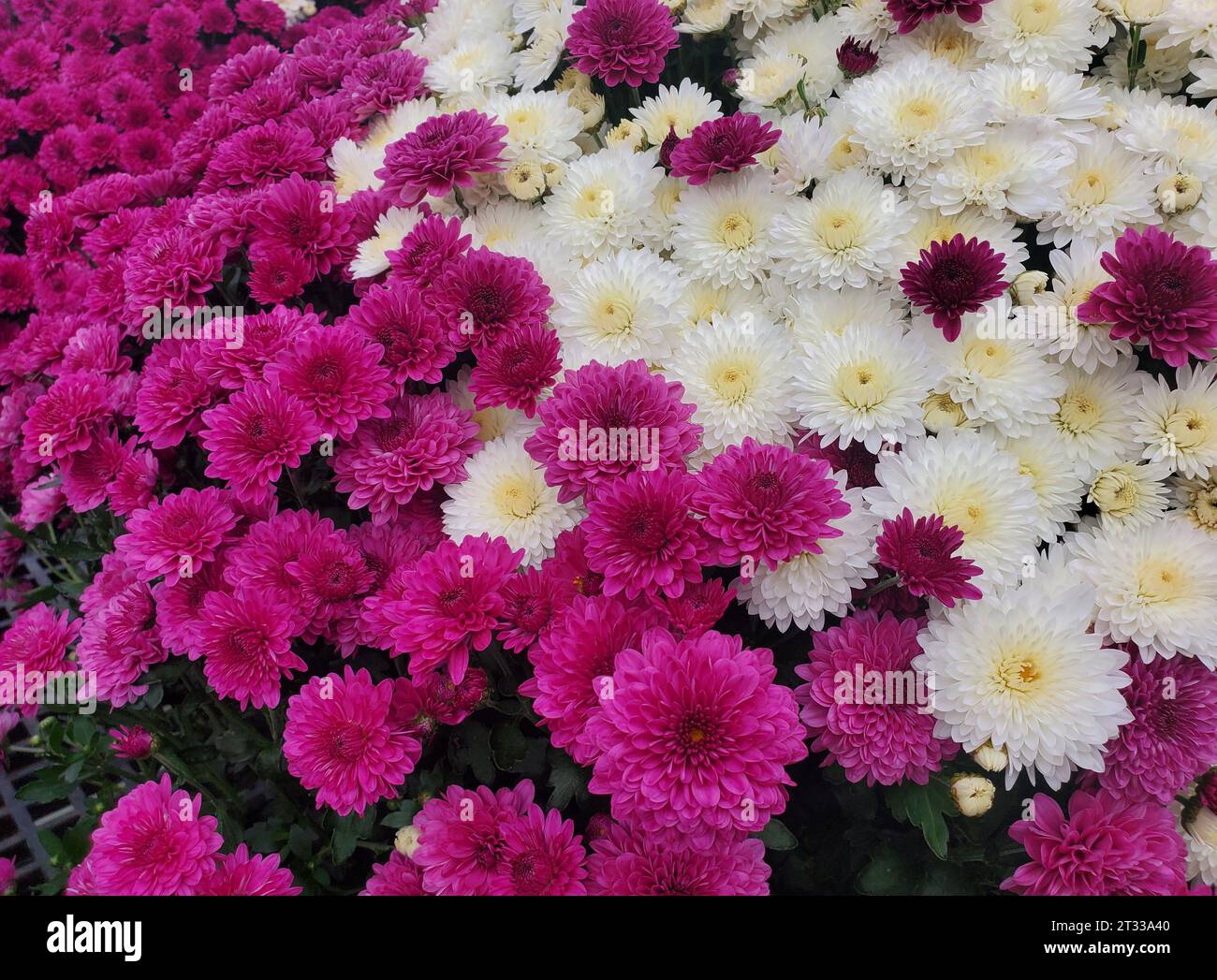 Die Mischung aus violetten und weißen Chrysanthemenblüten bei voller Blüte Stockfoto