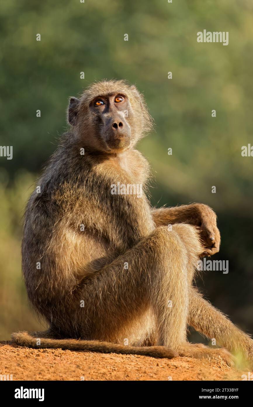 Ein Chacma-Pavian (Papio ursinus), der in einem natürlichen Lebensraum im Kruger-Nationalpark, Südafrika, sitzt Stockfoto