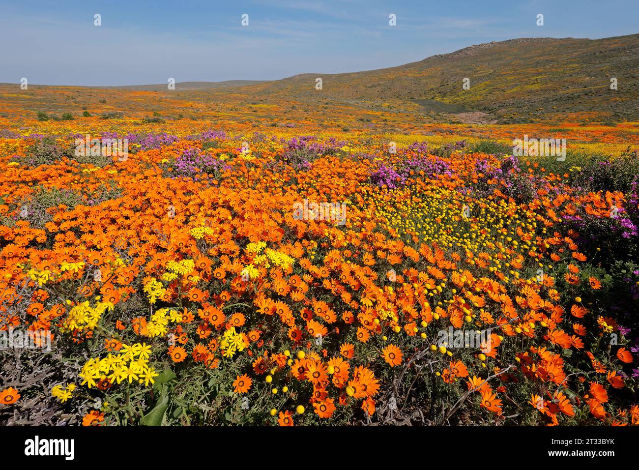 Bunte Frühlingsblumen, Namaqualand, Nordkap, Südafrika Stockfoto