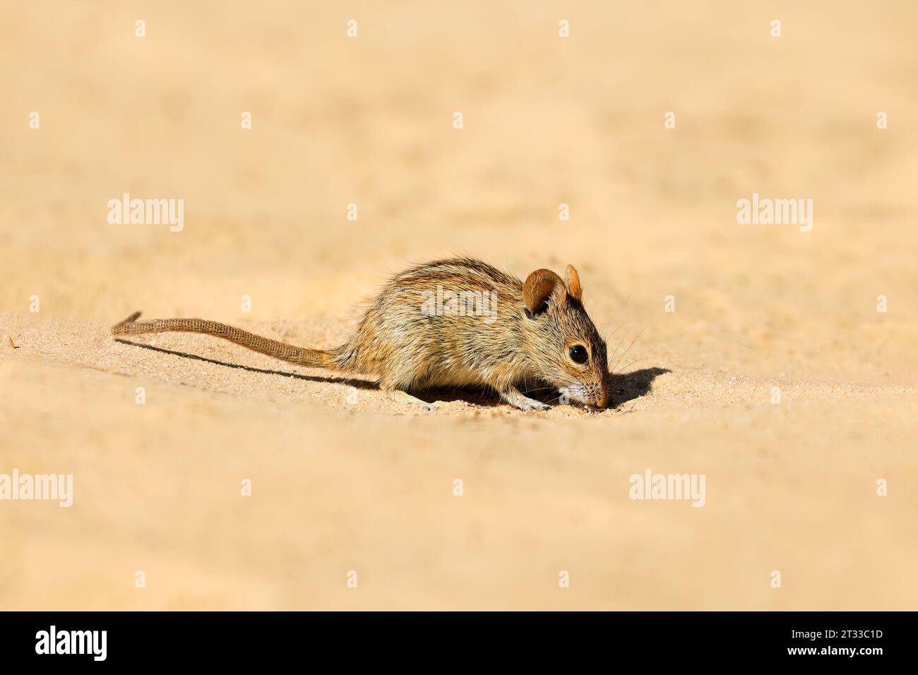 Eine kleine gestreifte Maus (Rhabdomys pumilio) in natürlichem Lebensraum, Südafrika Stockfoto