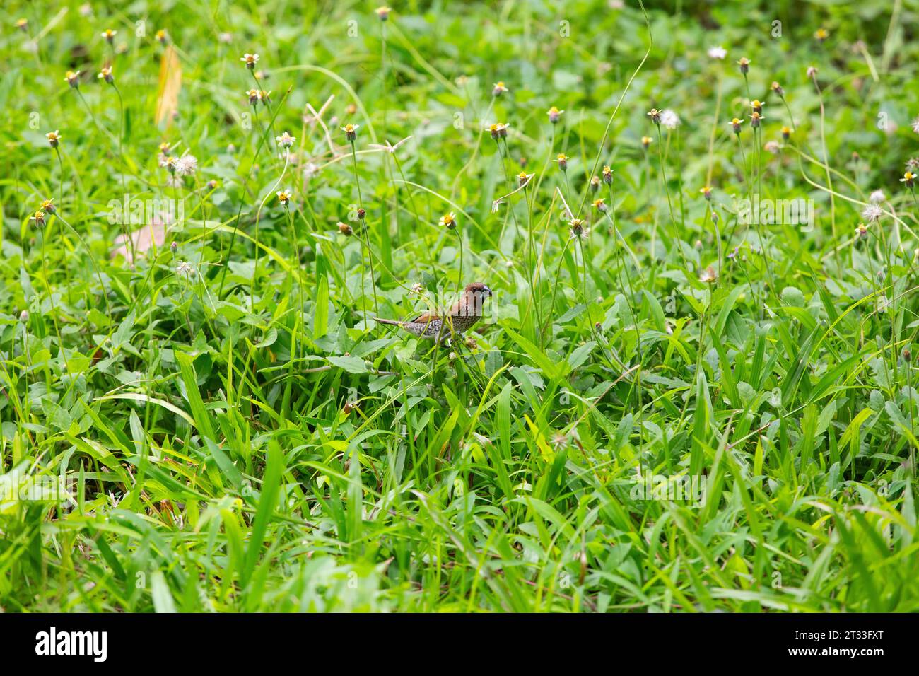 Die Schuppenbrüste-Munia oder Fleckenmunia, im Tierhandel auch als Muskatnuss-Mannikin oder gewürzfinch bekannt, ist ein Spatzen-großer Östroldid-finch in Singapur. Stockfoto