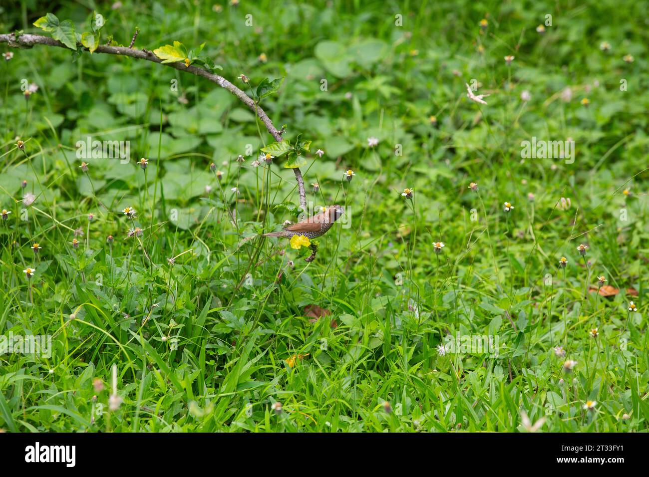 Die Schuppenbrüste-Munia oder Fleckenmunia, im Tierhandel auch als Muskatnuss-Mannikin oder gewürzfinch bekannt, ist ein Spatzen-großer Östroldid-finch in Singapur Stockfoto