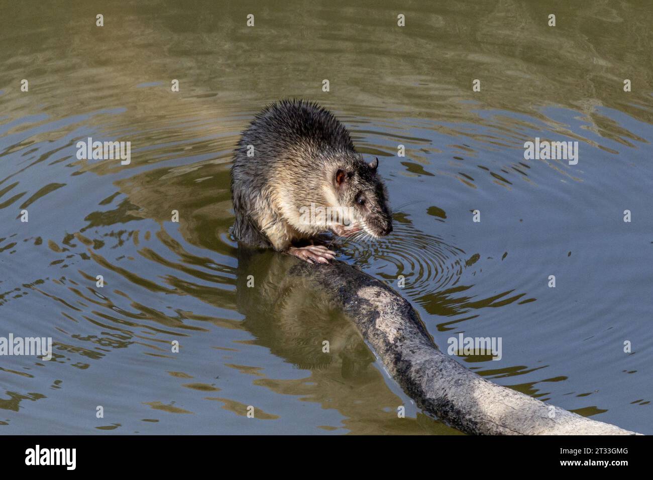 Australische Wasserratte, die auf dem Flussprotokoll ruht Stockfoto