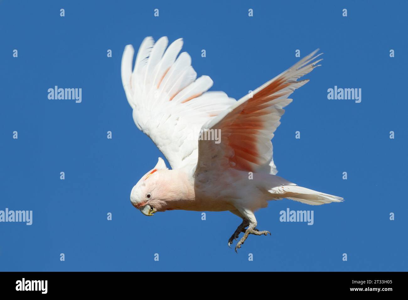 Australischer Pink Cockatoo im Flug Stockfoto