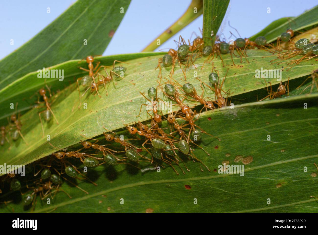 In Teamarbeit bauen Green Tree Ameisen (Oecophylla smaragdina) ein Nest, indem sie Blätter zusammenziehen, Northern Territory, Australien Stockfoto