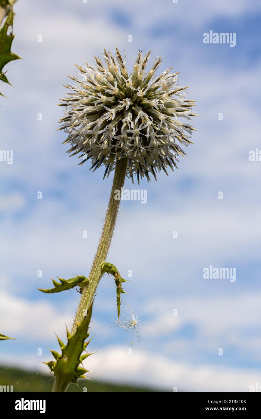 Nahaufnahme selektiver Fokus der Großen Globus-Distel, bekannt als Echinops sphaerocephalus und Drüsendistel. Stockfoto