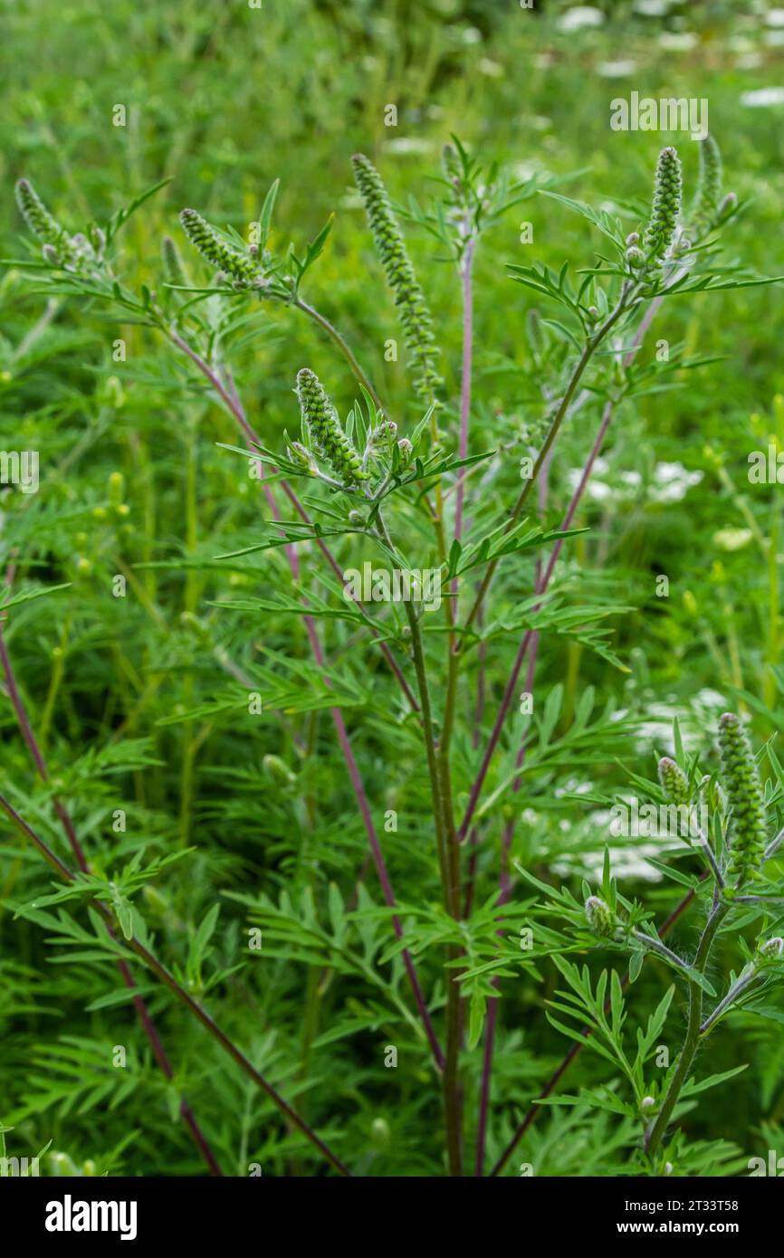 Blume eines gewöhnlichen Ragweed, Ambrosia artemisiifolia. Stockfoto