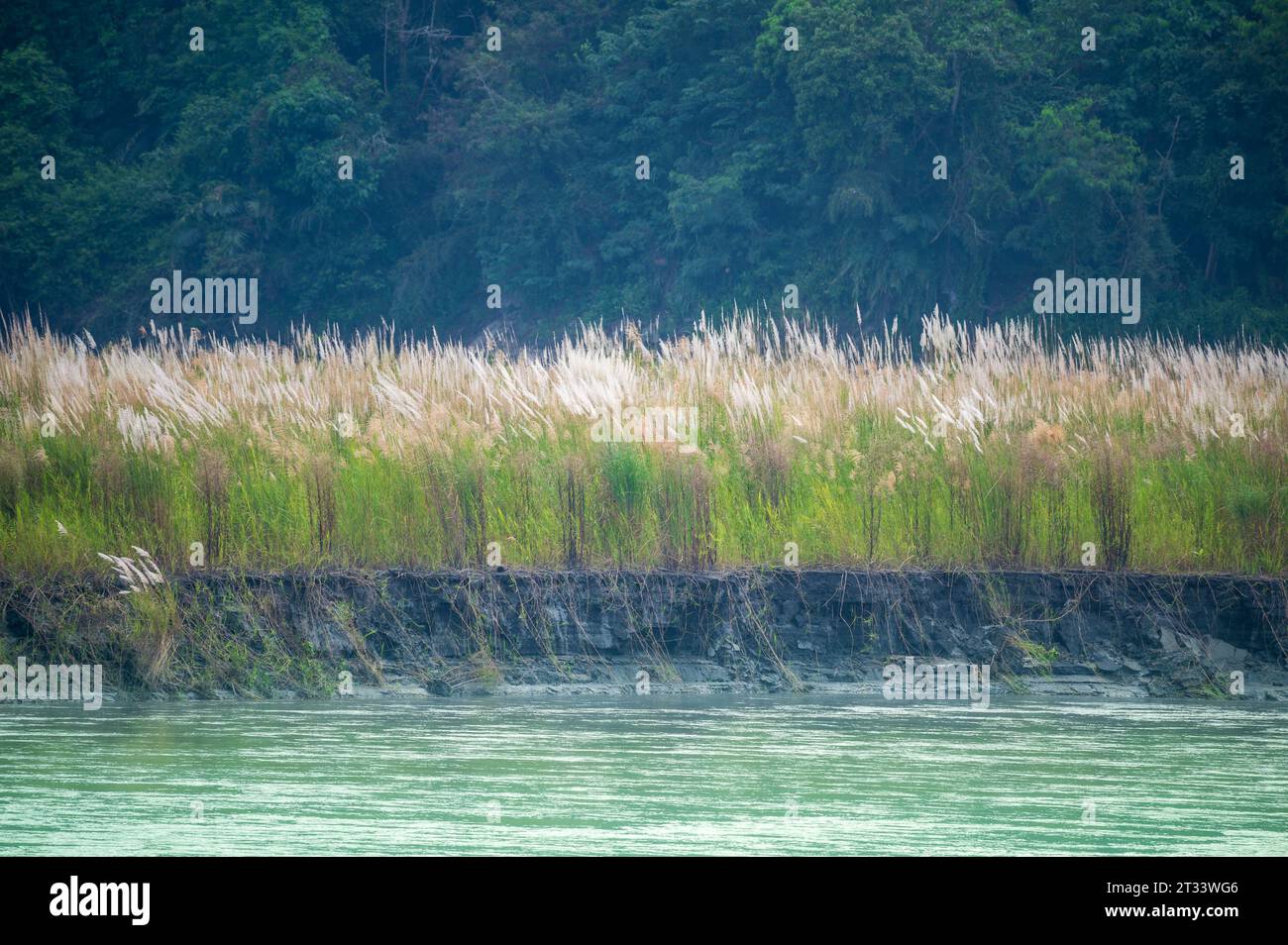 Die Eleganz des Herbstes: Riverside Beauty mit weiten Feldern mit weißem Wildzucker. Sonnenuntergang am Zhuoshui Flussbett im Changhua County. Stockfoto