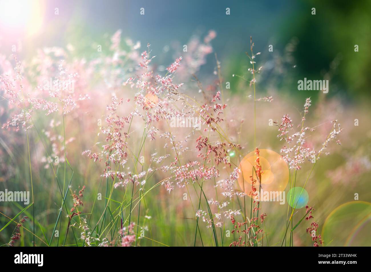 Das Natal-Gras schwingt mit dem Wind, so schön wie tanzen. Sonnenschein im Herbst am Zhuoshui Riverbed im Changhua County. Stockfoto