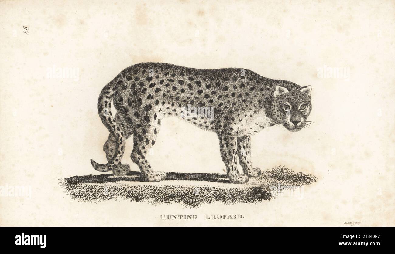 Gepard, Acinonyx jubatus. Leoparden jagen, Felis jubata. Kupferstich von James Heath aus George Shaws General Zoology: Mammalia, G. Kearsley, Fleet Street, London, 1800. Stockfoto