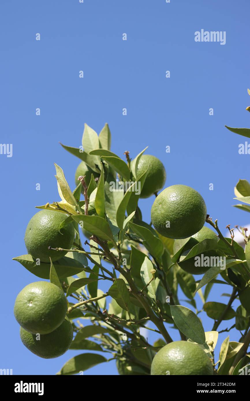 Grüne, unreife Mandarinen auf einem Baum. Vor dem Hintergrund des blauen Himmels. Stockfoto
