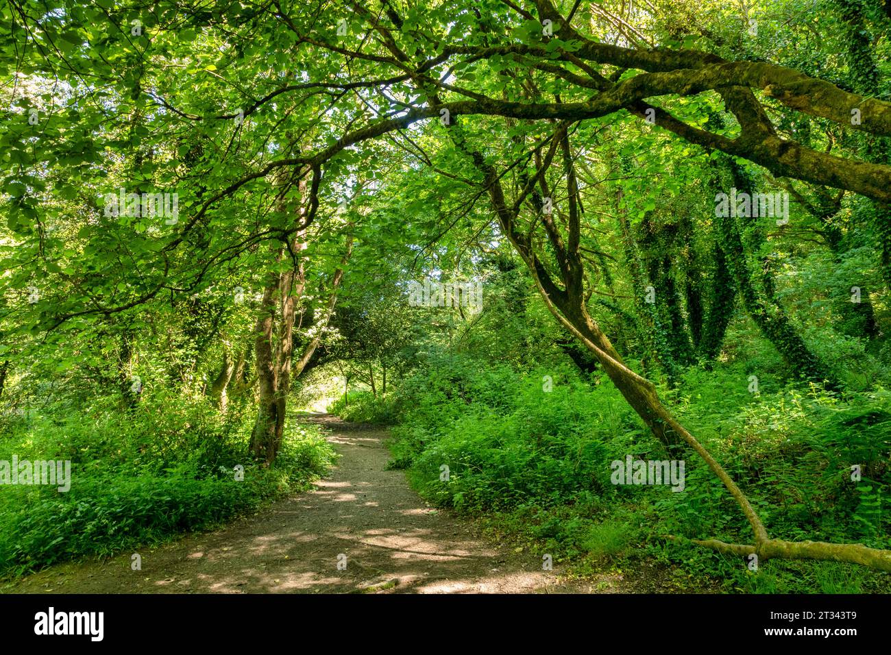 Der West Devon Way führt durch einen breiten Wald in der Nähe von Okehampton, Devon, Großbritannien Stockfoto