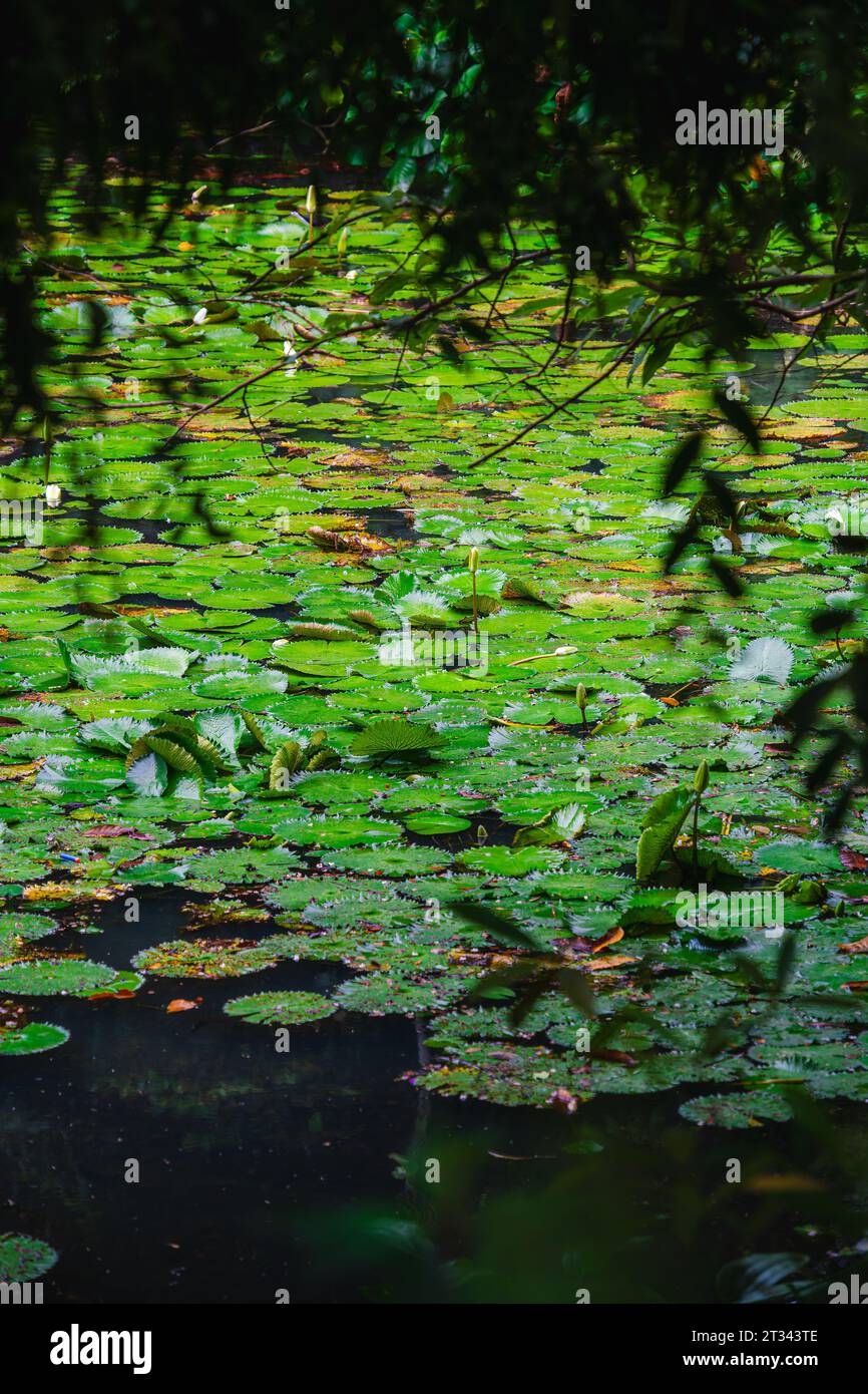 Singapur Botanischer Garten Stockfoto