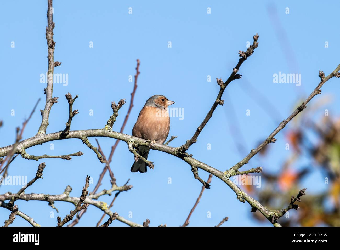 Buchbeins, Fringilla-Coelebs, männliche, die im Herbst auf Pflaumenbaum sitzen Stockfoto