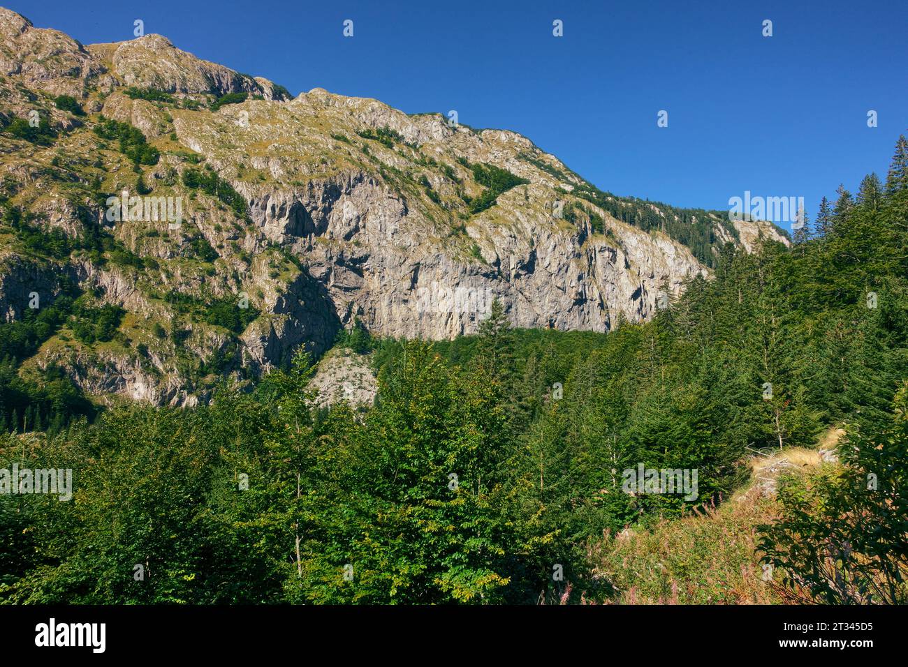 Felsiger Kamm und Wälder des Sutjeska-Nationalparks, Bosnien und Herzegowina Stockfoto