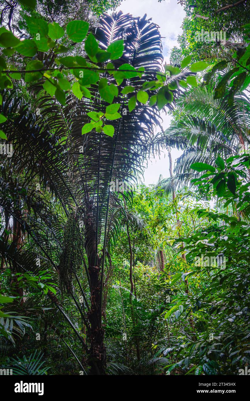 Singapur Botanischer Garten Stockfoto