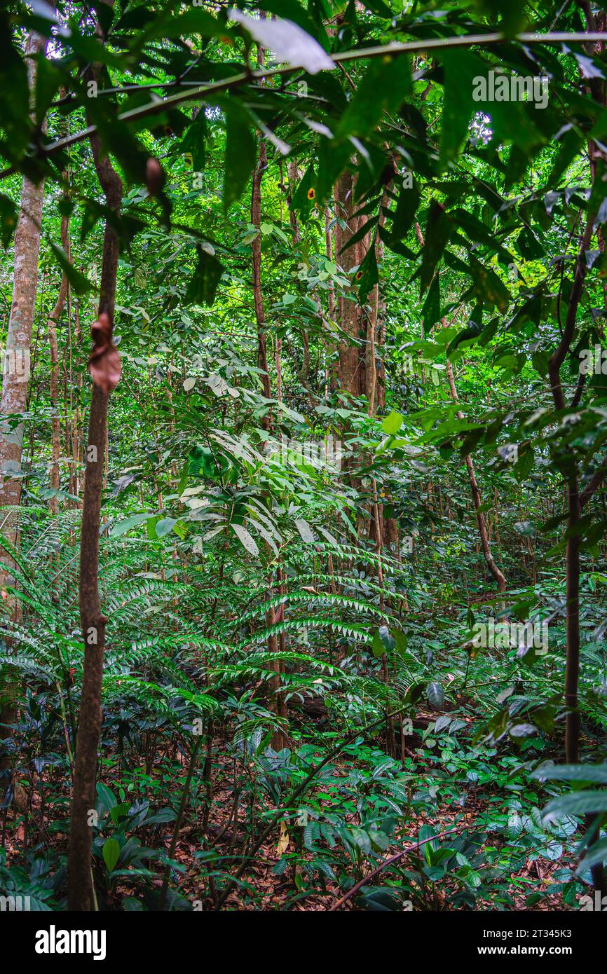Singapur Botanischer Garten Stockfoto