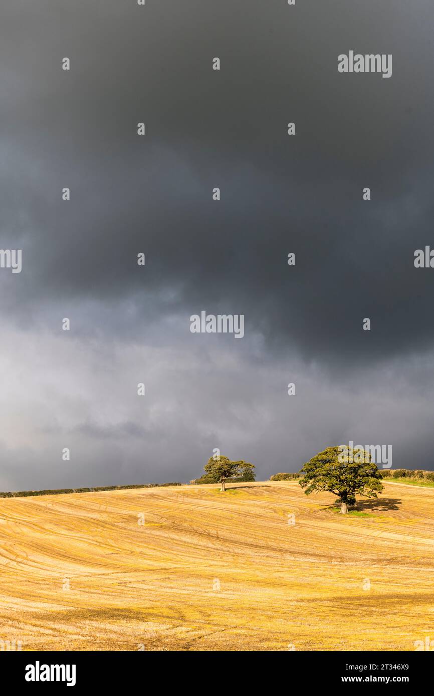 Ein Stoppelfeld in Herefordshire, Großbritannien, bei hellem Sonnenschein vor einem dunklen stürmischen Himmel Stockfoto