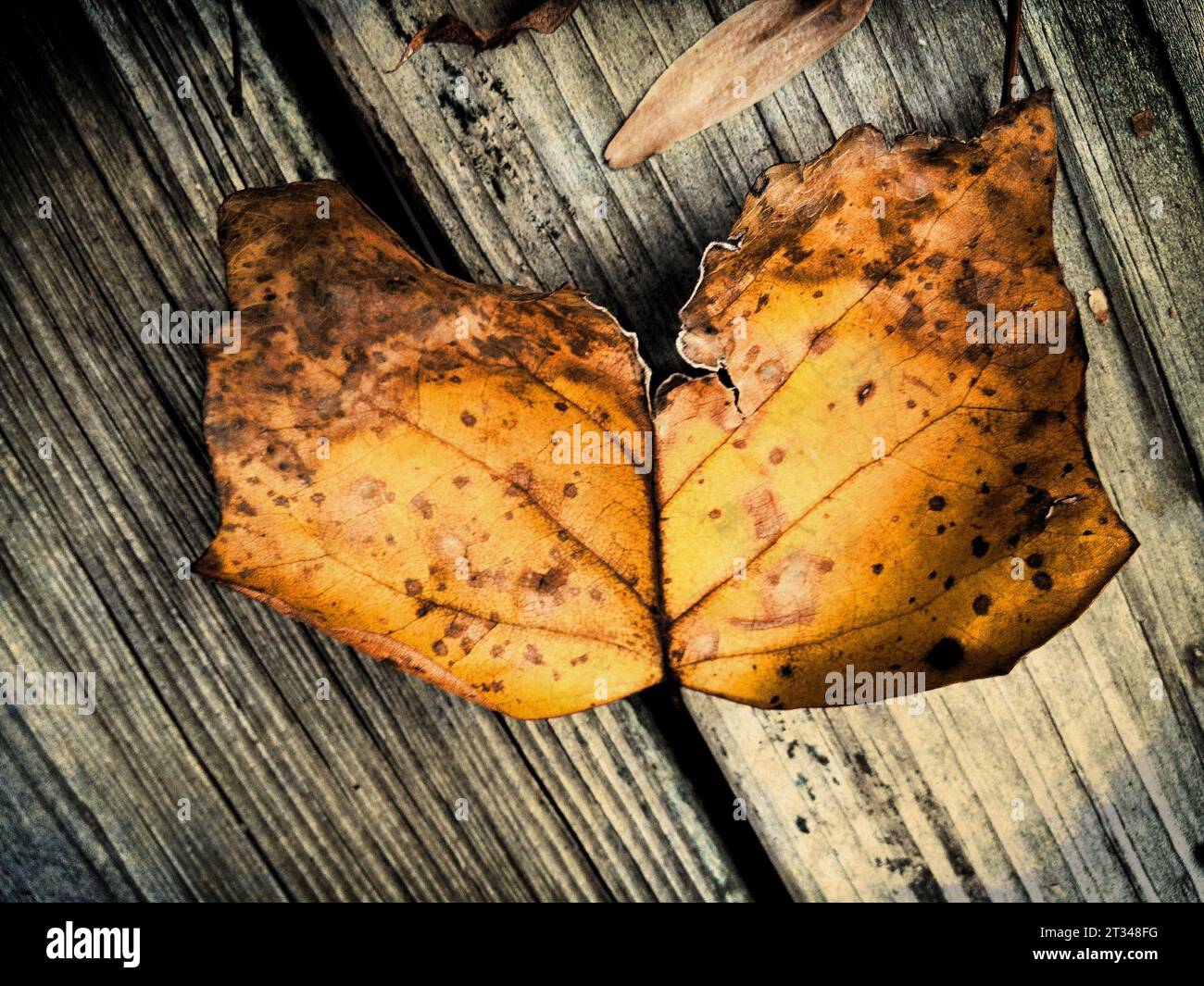 Herbst in Birmingham, AL Stockfoto