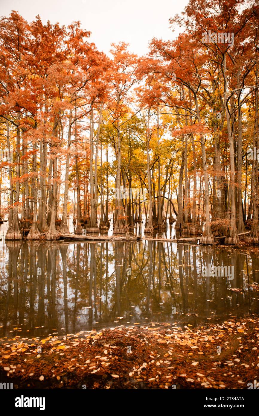 Orange und gelbe Zypressen, die im Herbst im See wachsen Stockfoto