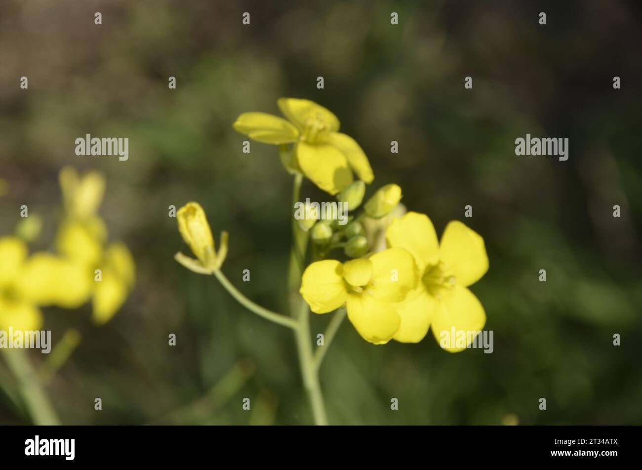 Wilde Senfblume, gelbe Wildblume im Herbst. Istanbul Türkei. Stockfoto