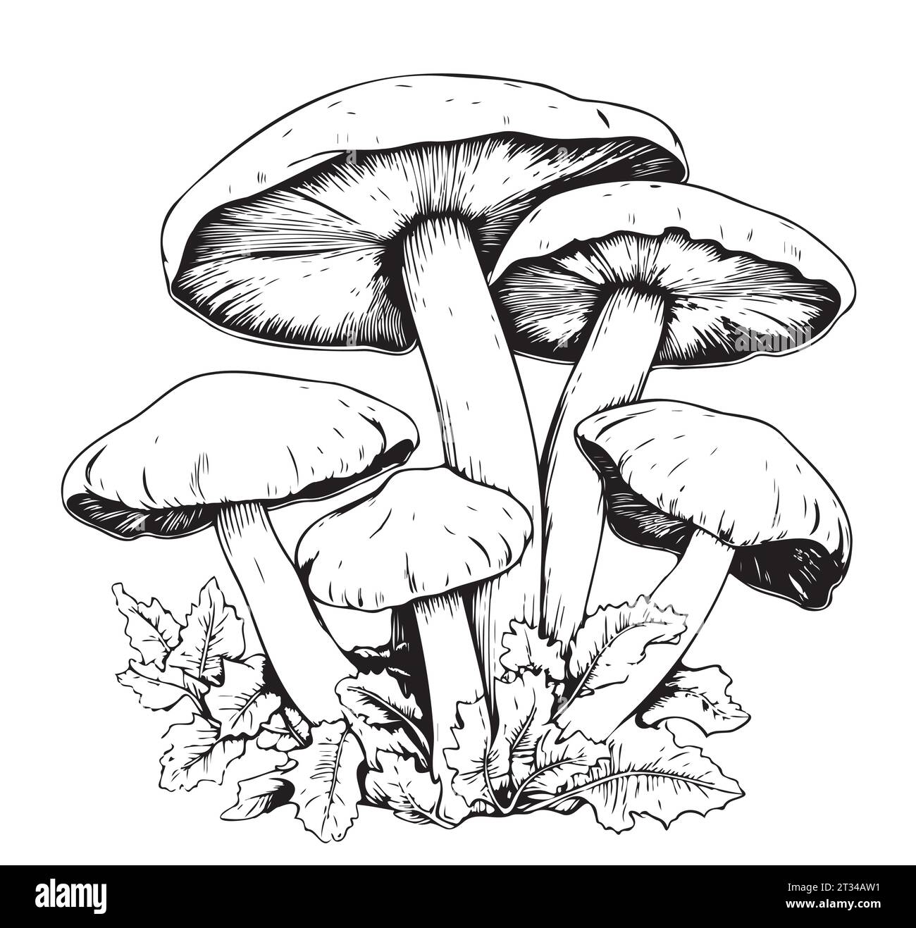 Giftige Pilze Vektor-Illustration von Hand gezeichnet, Familie der ungenießbaren Pilze gefährliche Pilze, Krötenhocker, Fliegenpilz, weiße Krötenhocker, Familie der Pilze Stock Vektor