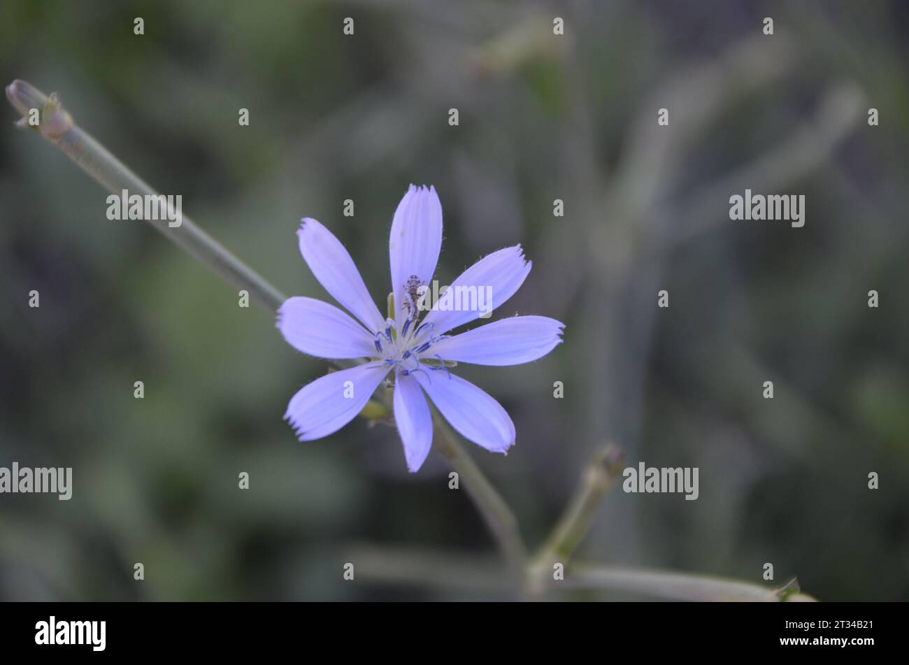 Weiße Zichorienblume, lila und weiße Wildblume. Istanbul Türkei. Stockfoto