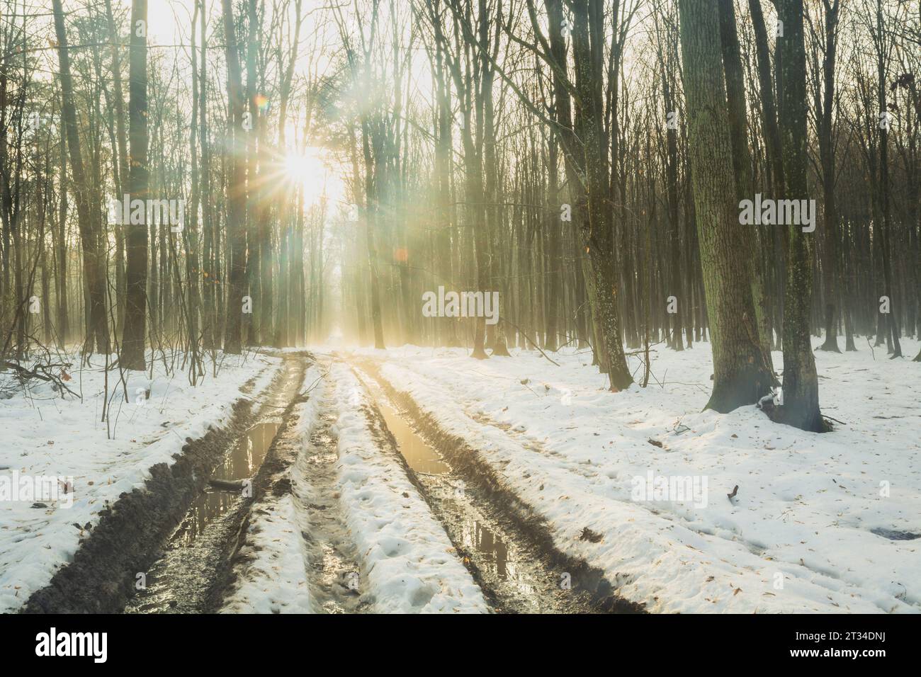 Sonnenlicht über der Straße in einem schneebedeckten Nebelwald, Dezembertag Stockfoto