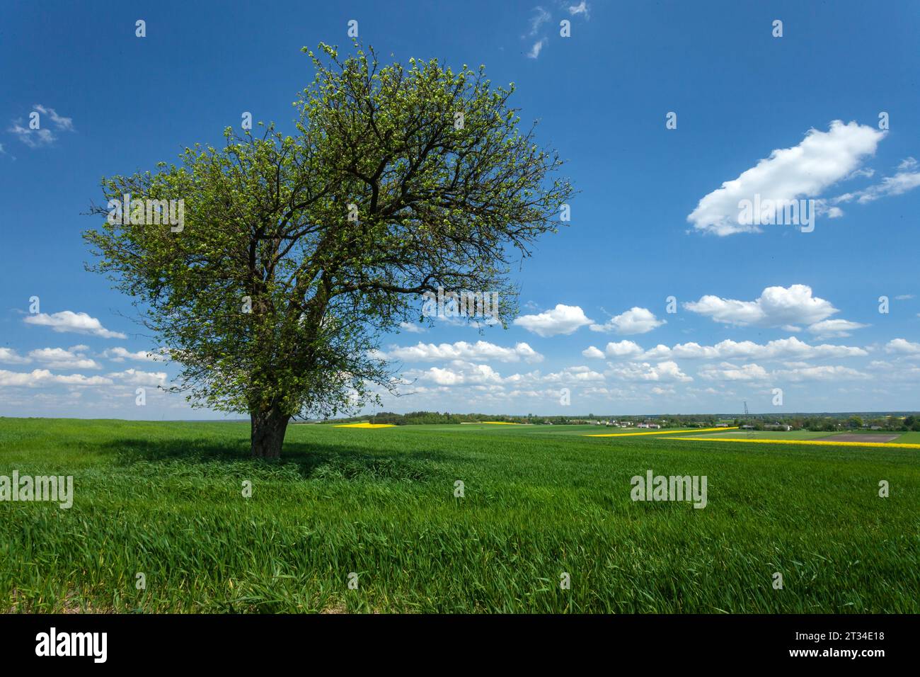 Ein großer Baum wächst auf einem grünen Feld, Blick an einem sonnigen Frühlingstag, Staw, Polen Stockfoto