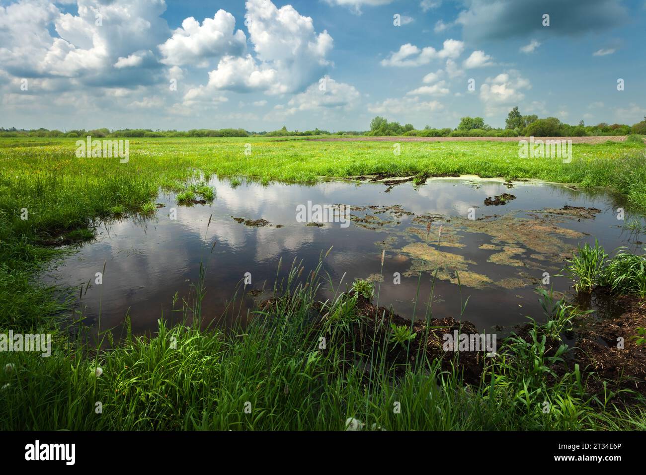 Wasser auf einer grünen Wiese, Blick an einem Frühlingstag, Ostpolen Stockfoto