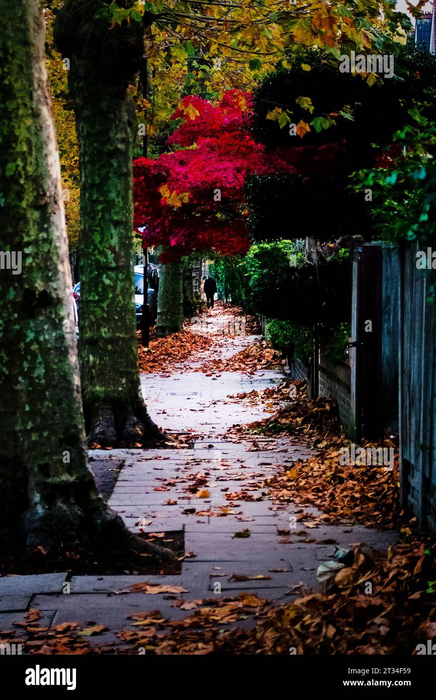 Herbstfarben von Maple Tree auf einem Straßenweg in London, Großbritannien Stockfoto
