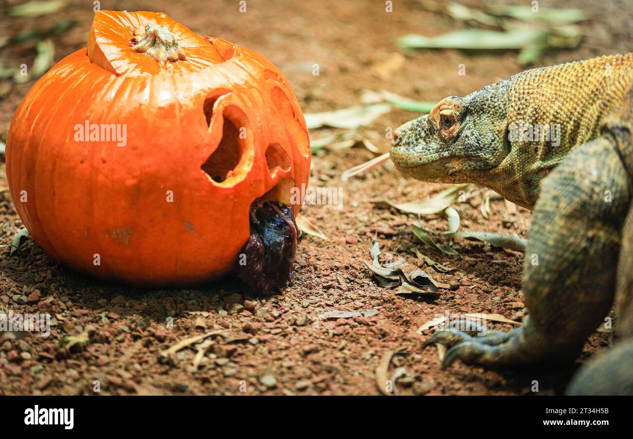 London, Großbritannien. Oktober 2023. Der 1,5 Meter lange Komodo-Drache (Varanus komodoensis) Kahleesi klemmt ihre 60 gezackten, hai ähnlichen Zähne um einen mit Fleisch gefüllten Kürbis. Tiere im Londoner Zoo, einem ZSL-Schutzzoo, genießen diese gruselige Saison und feiern Halloween früh mit Kürbis-Leckereien. Quelle: Imageplotter/Alamy Live News Stockfoto