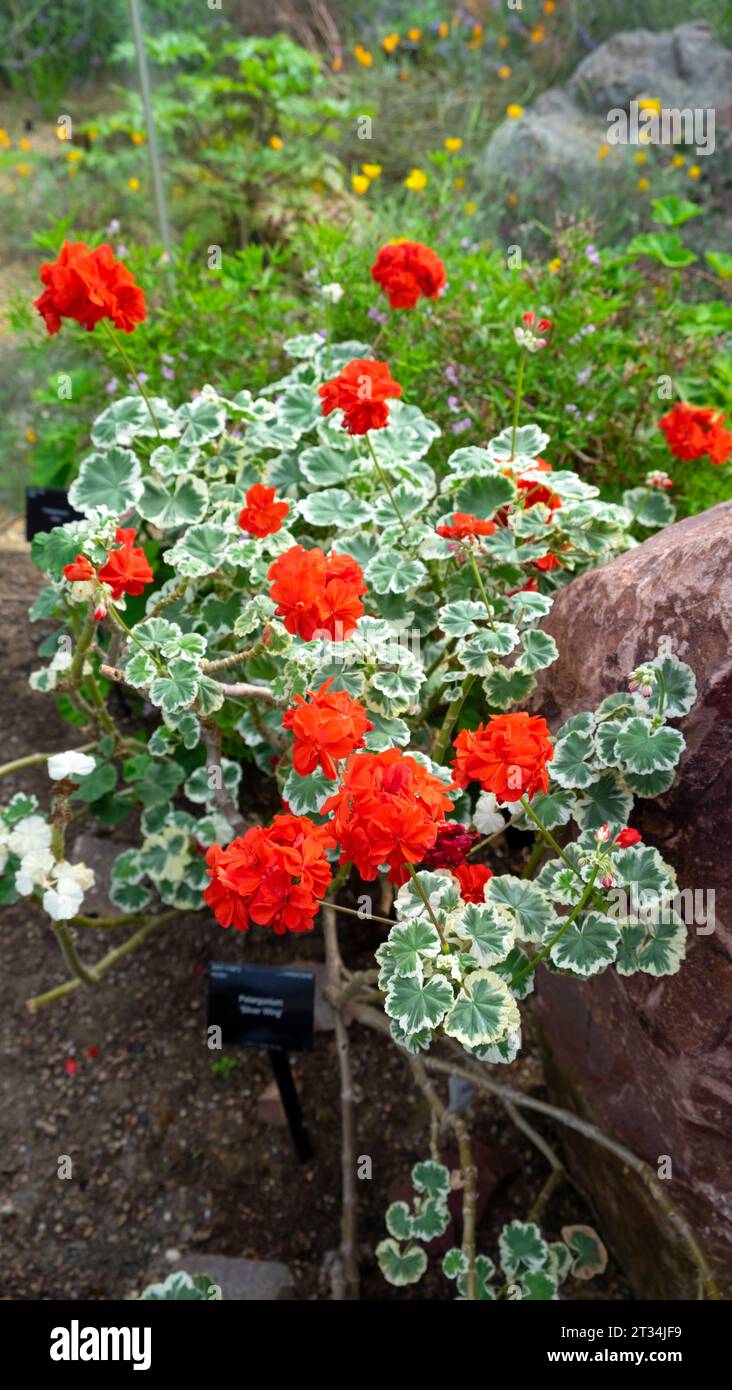 Rote pelargonium Silver Wings mit bunten weißen und grünen Blättern, die im Princess of Wales Conservatory in Kew Gardens in London wachsen, Großbritannien KATHY DEWITT Stockfoto