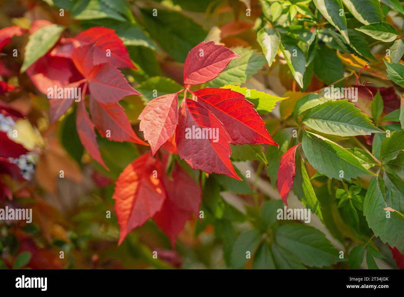Lebendige Blätter dekorative wilde Trauben. Herbstlicher landschaftlicher Hintergrund Stockfoto
