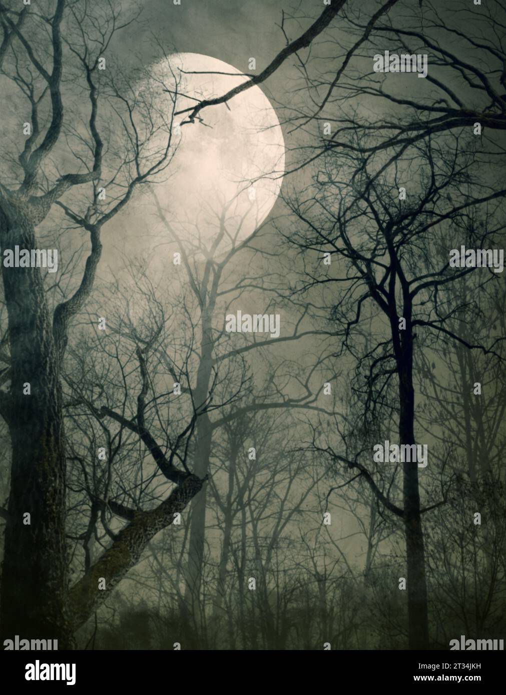 Trockene Bäume im nebeligen Wald und Vollmond am Himmel in der Nacht, Horror Hintergrund Stockfoto