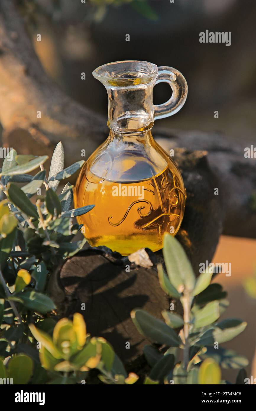Eine Flasche Olivenöl im Olivenhain. Israelisches Olivenöl Stockfoto