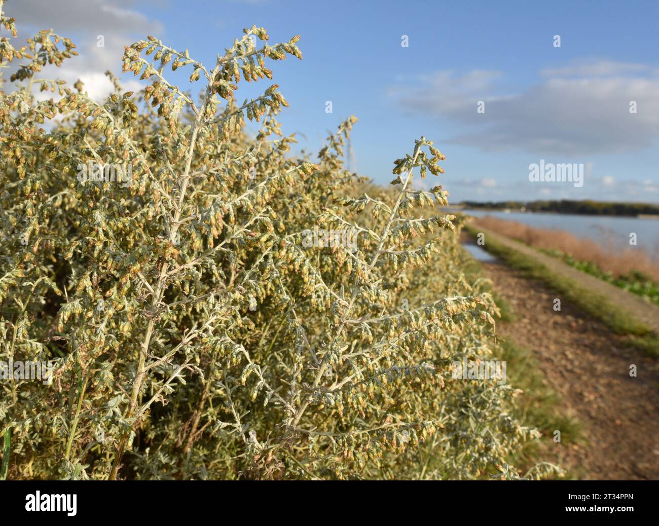 Meer Wermut - Artemisia maritima Stockfoto