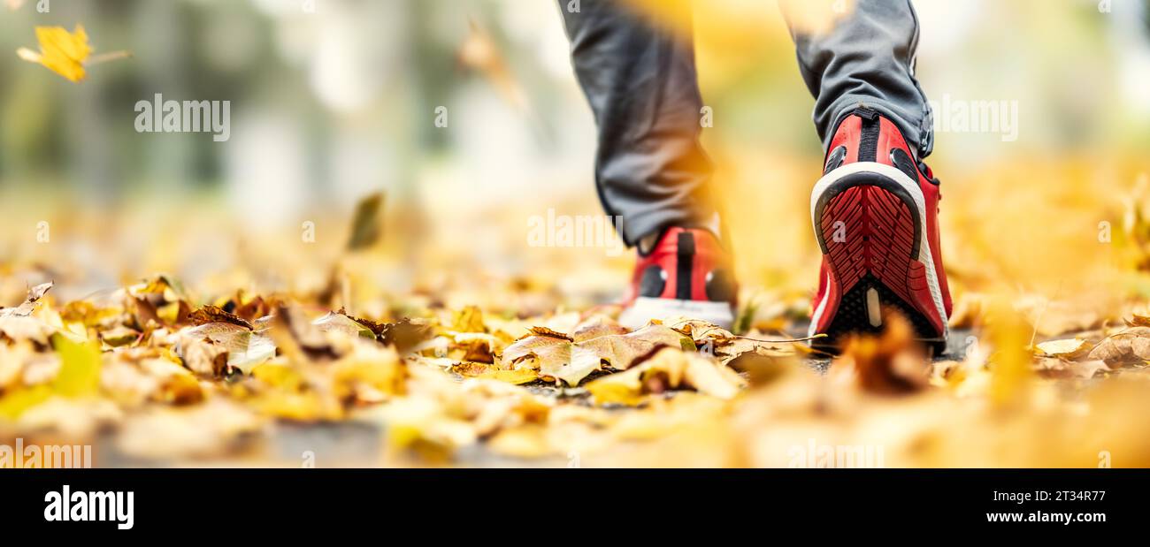 Nahaufnahme der Laufschuhe einer Person, die auf Ahornblättern in herbstlicher Natur läuft. Stockfoto