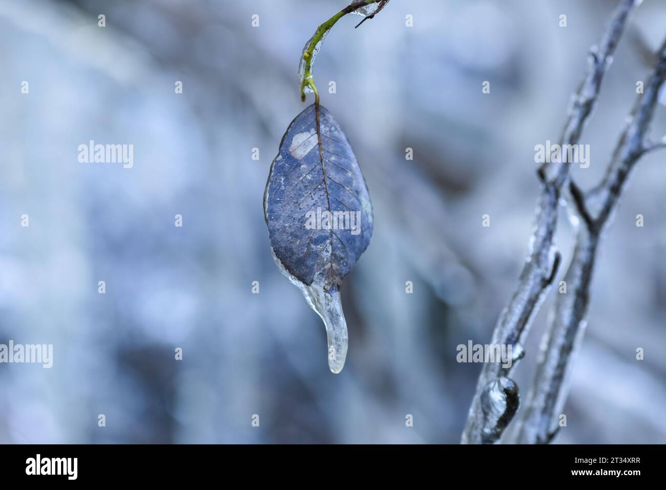 Pflanzen und Bäume, die nach kaltem Eisregen im Herbst mit Eis bedeckt sind Stockfoto