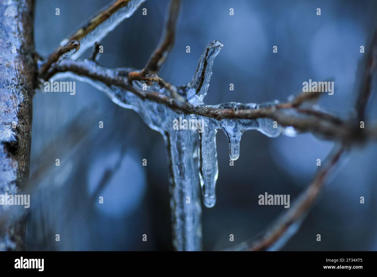 Pflanzen und Bäume, die nach kaltem Eisregen im Herbst mit Eis bedeckt sind Stockfoto