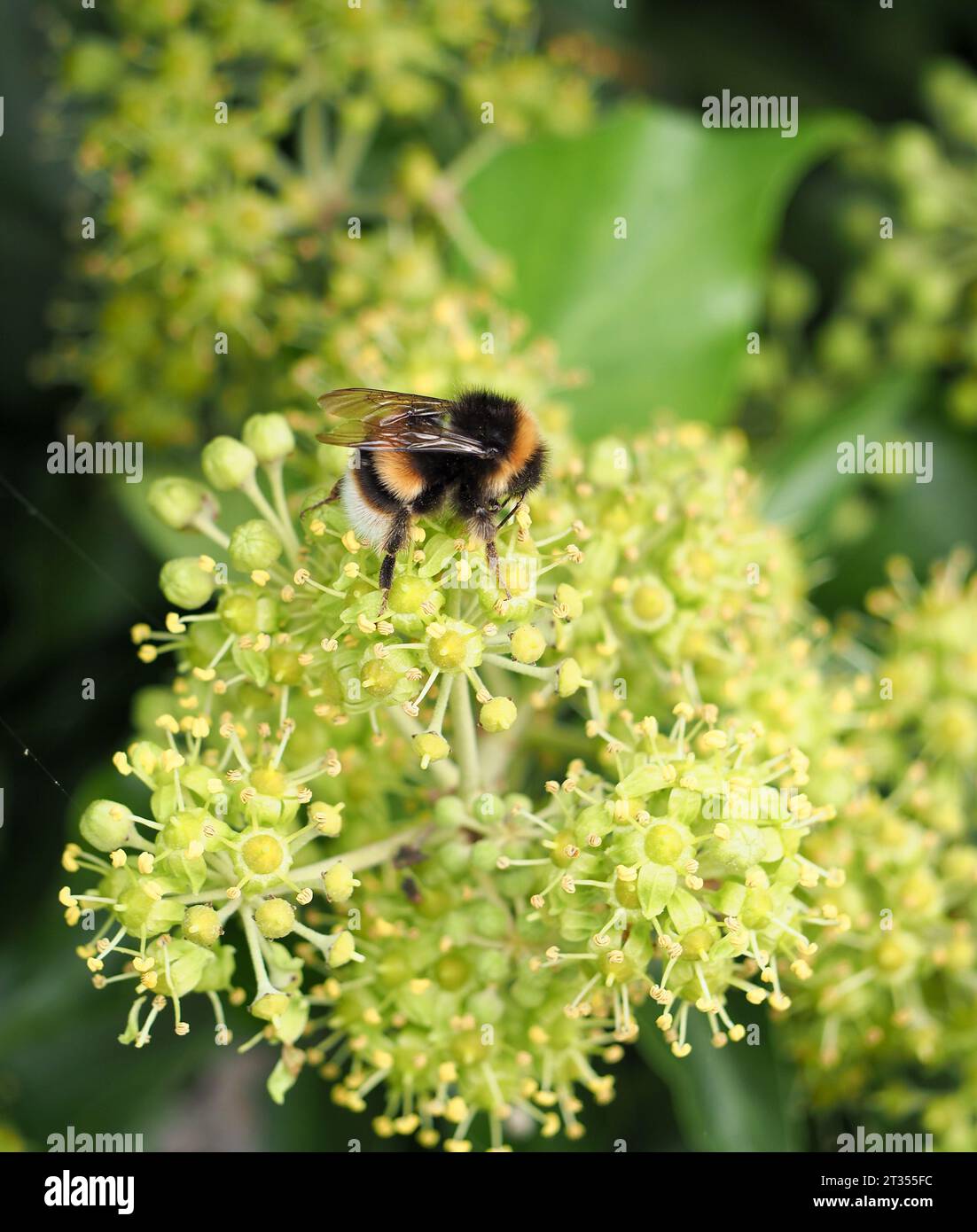 Blhender efeu -Fotos und -Bildmaterial in hoher Auflsung  Alamy
