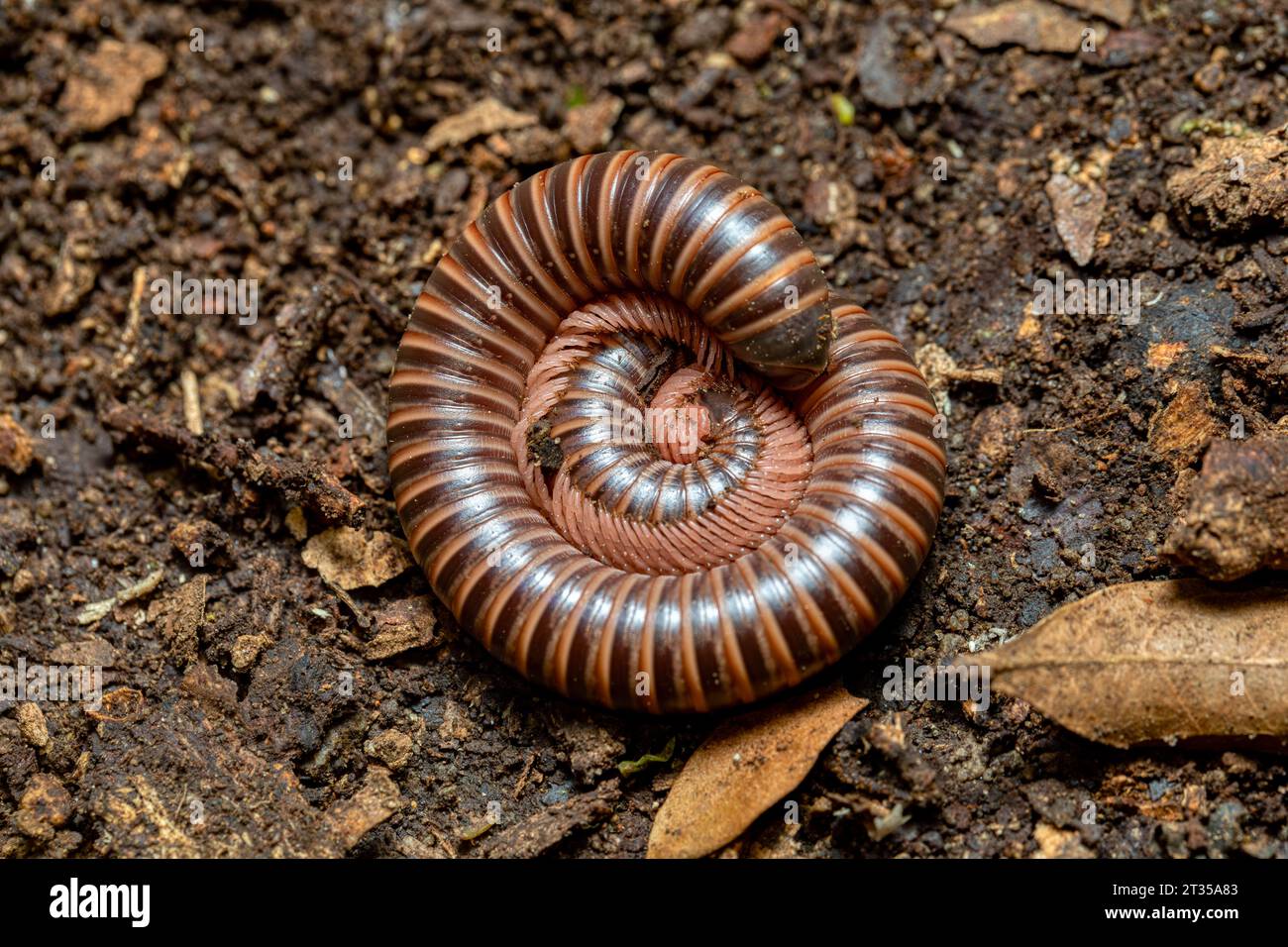 Riesiger Spirobolid-Tausendfüßler. Spirobolida ist eine Ordnung von Tausendfüßlern mit abgerundetem Rücken. Monte Verde, Santa Elena, Costa Rica Tierwelt. Stockfoto