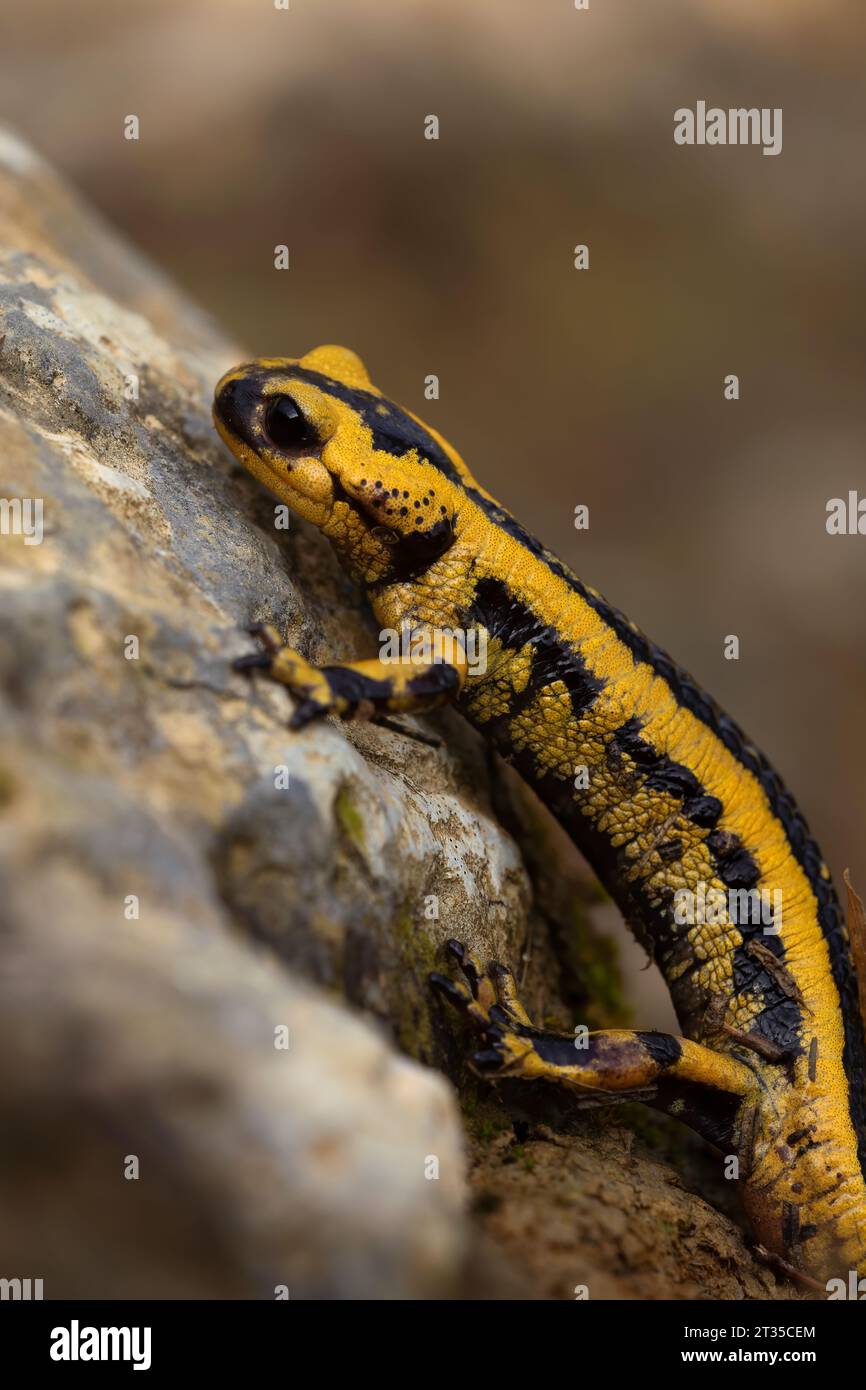 Gelbe und schwarze Salamander auf einem Felsen im Wald, vertikale Makrofotografie von Amphibien in freier Wildbahn. Kopierbereich Stockfoto