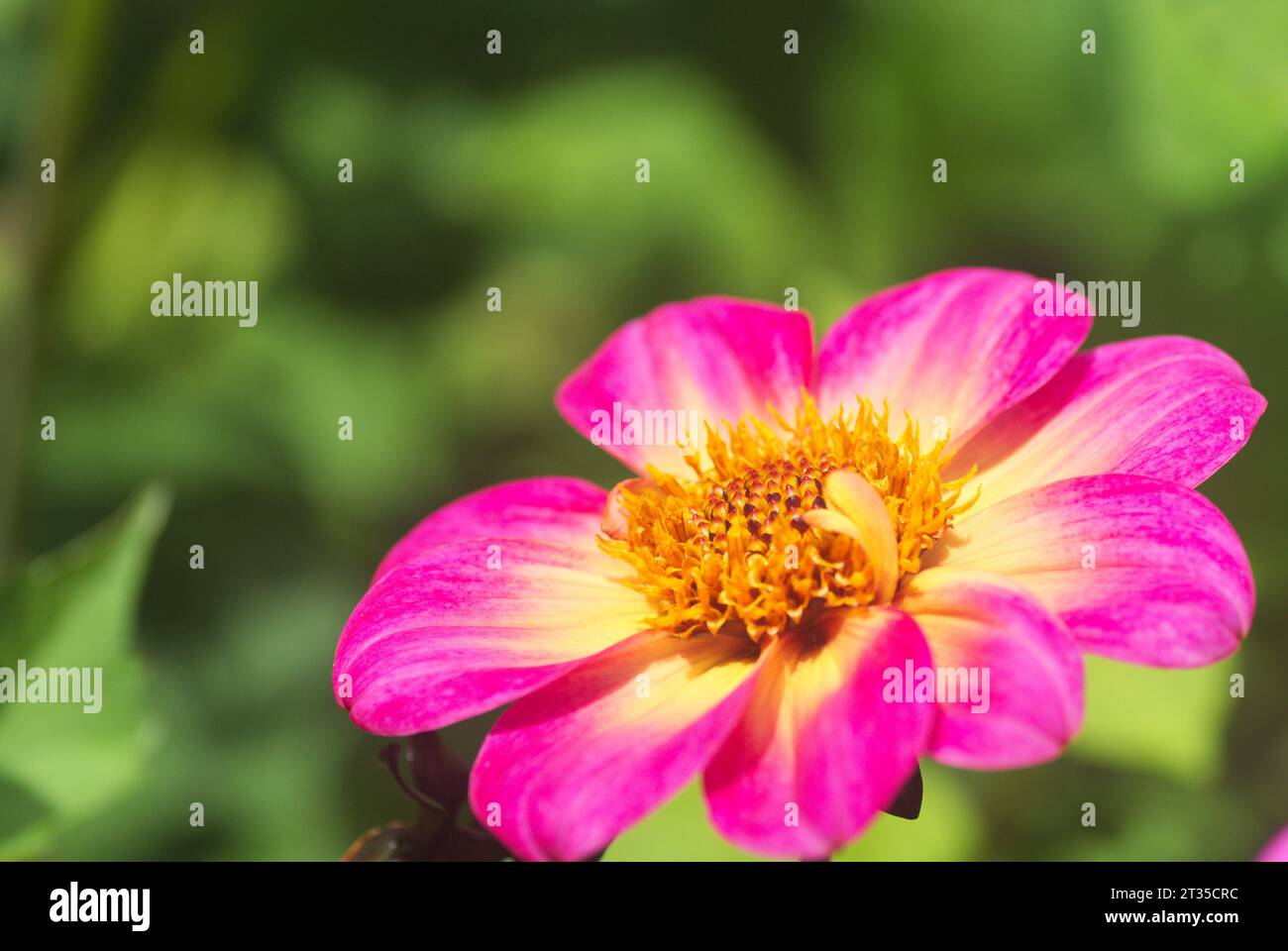 Schöner hellrosa und gelber Dahlienkopf vor grünem Hintergrund. Makrofoto. Helles rosa und weißes Display. Wunderschöne Blume Stockfoto