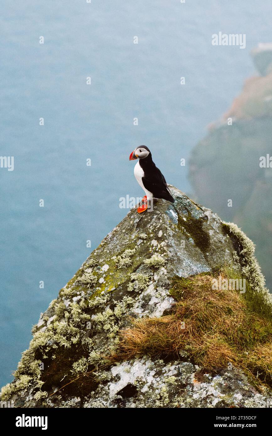 Puffin-Vogel in Norwegen bei der Vogelbeobachtung von Nebelklippen im natürlichen Lebensraum Fratercula arctica Stockfoto