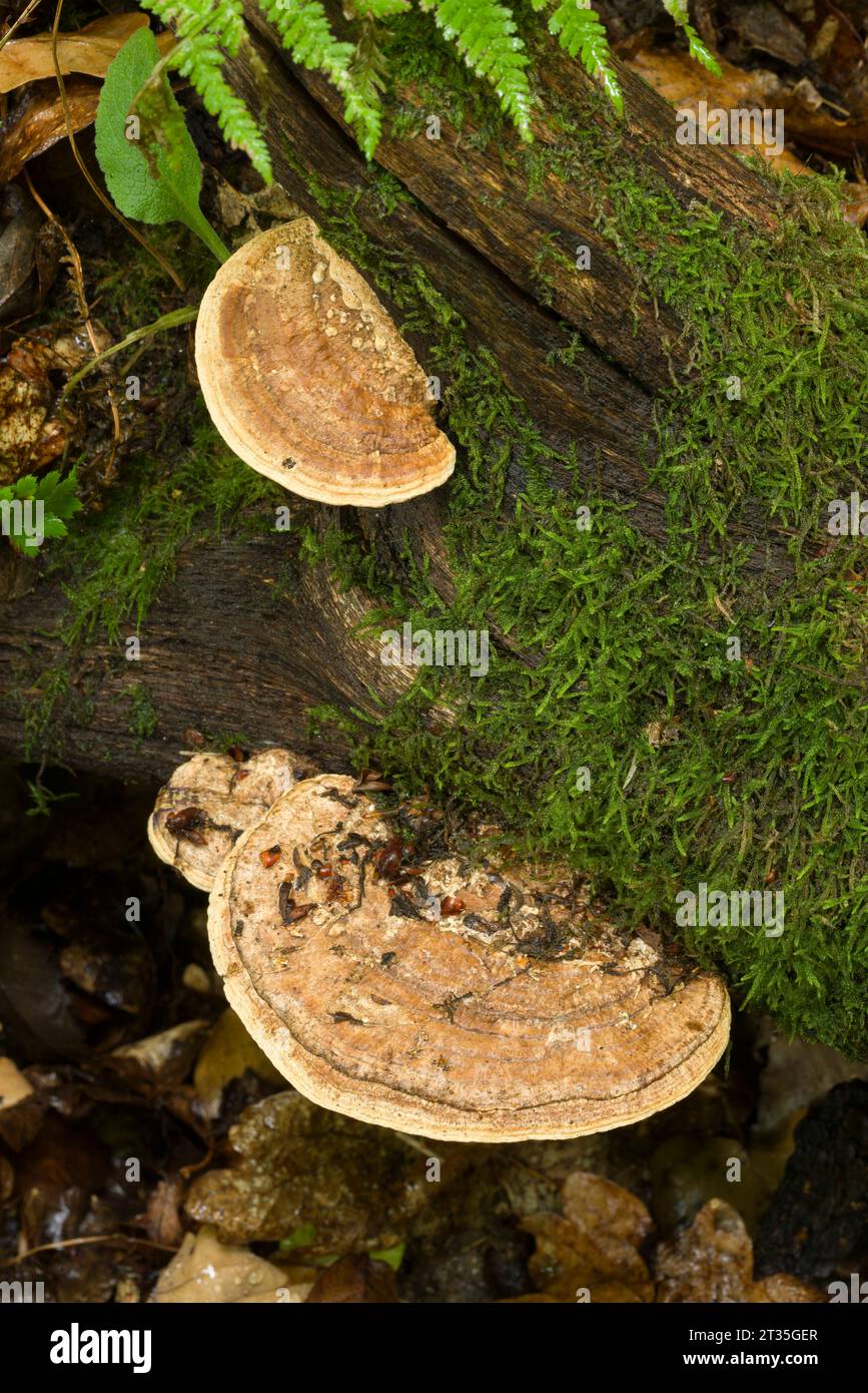 Eichenmazegill (Daedalea quercina)-Pilz wächst auf einem verrotteten Baumstamm im Wald von Priors Wood, North Somerset, England. Stockfoto